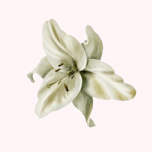 Beauté Æterna